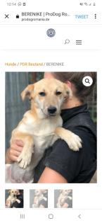 Tolle Welpen, Junghunde Hundesenioren