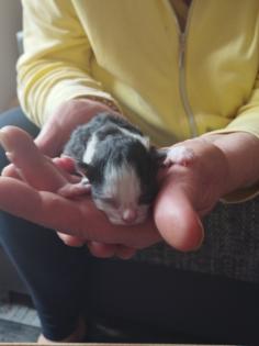 Super süße Katzen Babys
