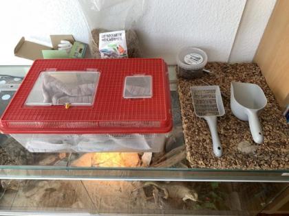 2 Bartagamen männl. und weibl. Terrarium Zubehör Deko VB