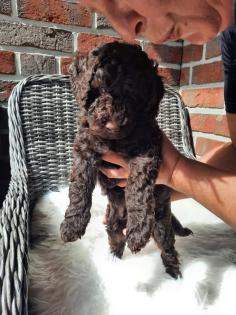 Goldendoodle Mini / Medium Welpen
