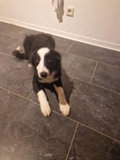 Border Collie Welpen