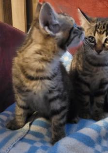 Katzenbabys Katze Männchen und Weibchen
