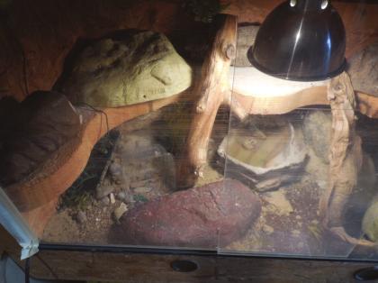 Leopardgecko mit Terrarium