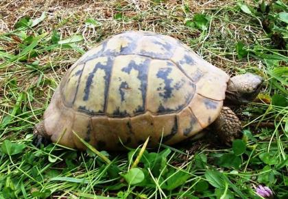 Griechische Landschildkröten, Thb. un Thh. kleinbleibende Unterart aus dem westlichen Mittelmee