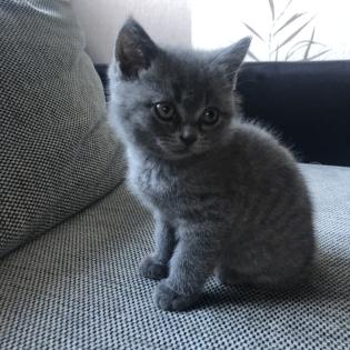 Britisch Kurzhaar Kitten