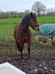 Reitbeteiligung gesucht