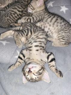 EDELMIX Russisch Blau Bengal Kitten - 2 Jungs 3 Mädchen