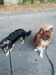 Chihuahua Weibchen sucht ein Zuhause