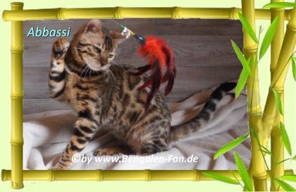 Bengal Kater Abbassi immer gut gelaunt, fröhlich und lieb