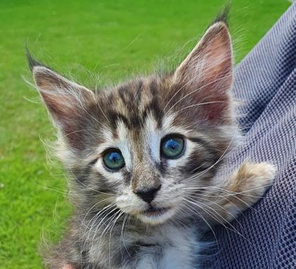 Mädchen Norwegische Waldkatze amber non-agouti bernsteinfarben
