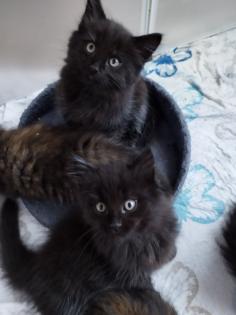 Sibirische Katze Waldkatze Katzen Babys