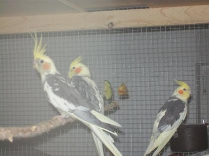 Verkaufe zuchtreife Nymphensittiche und neues Vogelzubehör