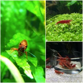 Neocaridina Zwerggarnelen Yellow Fire, Red Sakura, Blue Dream.