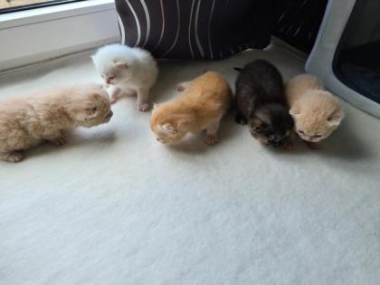 BKH Kitten