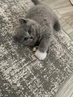 Britisch kurzhaar kitten