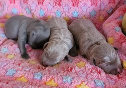 Labrador Welpen mit Papiere