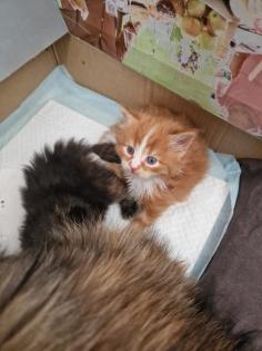 Sibirische Katzen vom Borkener Seenland