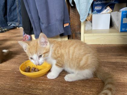 Rote Kater Glückskatze - stubenreine, menschenbezogene Katzenbabys