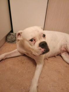 Hallo Liebe volle Boxer hündin leider weg geben aus persönlichGr