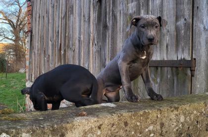 Saupackerwelpen Doggenmix Cane Corso Italiano