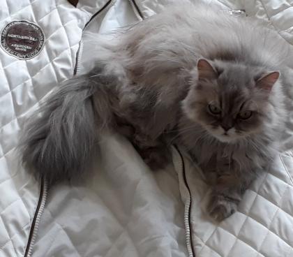 Perser Katze Mädchen abholbereit