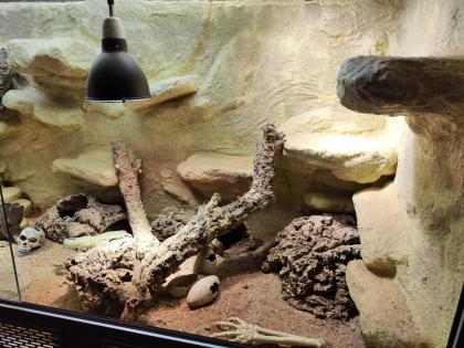 Bartagame m mit großem Terrarium, Quarantäneterrarium inkl. Beleuchtung und viel Zubehör