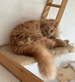 Maine Coon Katze / Kater suchen liebevolles Zuhause