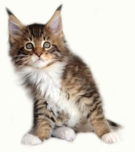 Maine Coon Giganten