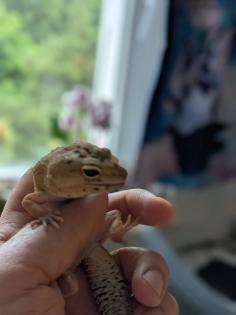Leopardgeckos / Geckos aus Rostock