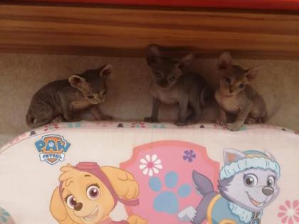 Kanadische SPHYNX Kitten