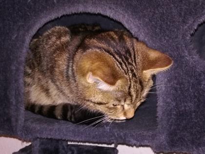 Kuscheliger Verschmuster Kater Sosoke