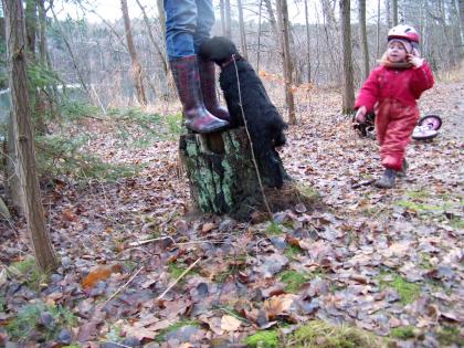 Vier schwarze Riesenschnauzer Welpen suchen ein liebevolles zu Hause