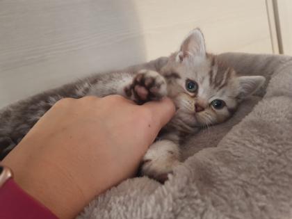 BKH Kitten Britisch Kurzhaar