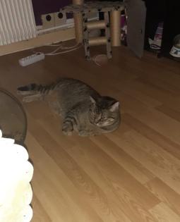 Kastrierter Kater Simba
