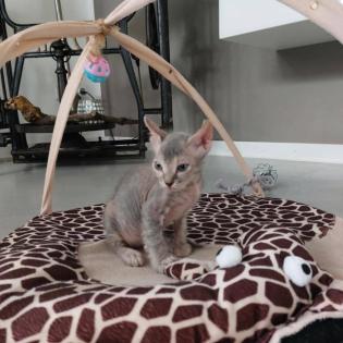 Sphynx Kitten, männlich.
