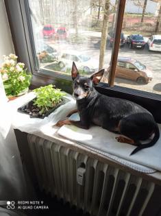 Zwergpinscher