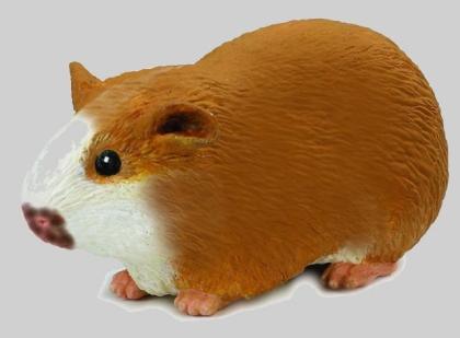 Meerschweinchen Gefrostet Frostfutter