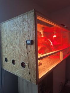 Bartagame mit Terrarium und Zubehör