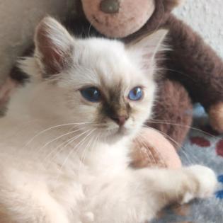 Heilige Birma m/w mit Stammbaum