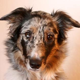 Lebhafter Australien-Shepherd, Collie, Bordercollie -Mischling