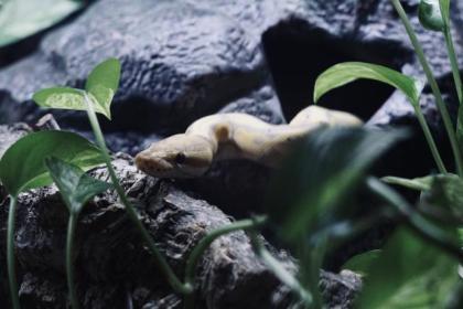Königspython, 1. 0 Banana Het Desert Ghost