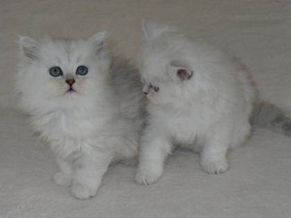 Perserbabys mit Nase weiß/silber