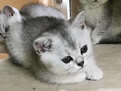 BKH silver shaded Kitten