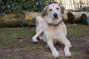 Zimtschnecke - weiblich 4 Jahre 78 cm 55 kg Kangal-Mix Gechipt Kastriert