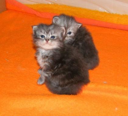 Perser Maine Coon Kitten
