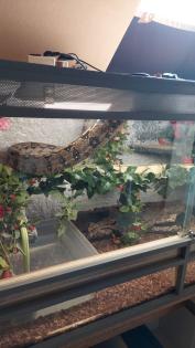 Boa zu verkaufen/ggf mit Terrarium