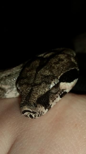 2 Boa Constrictor Imperator