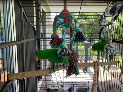 Handzahme Edelpapageien männlich und weiblich
