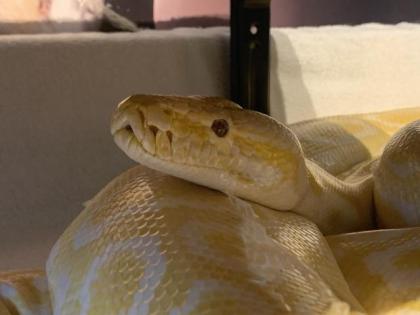 Python wegen Umzug nach Bayern abzugeben.