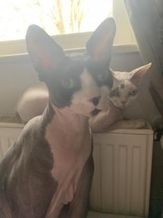 Canadian Sphynx